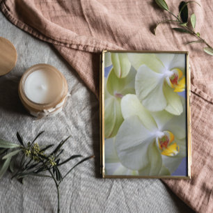 Blek Gult Phalaenopsis Orchids Blommigt Fototryck