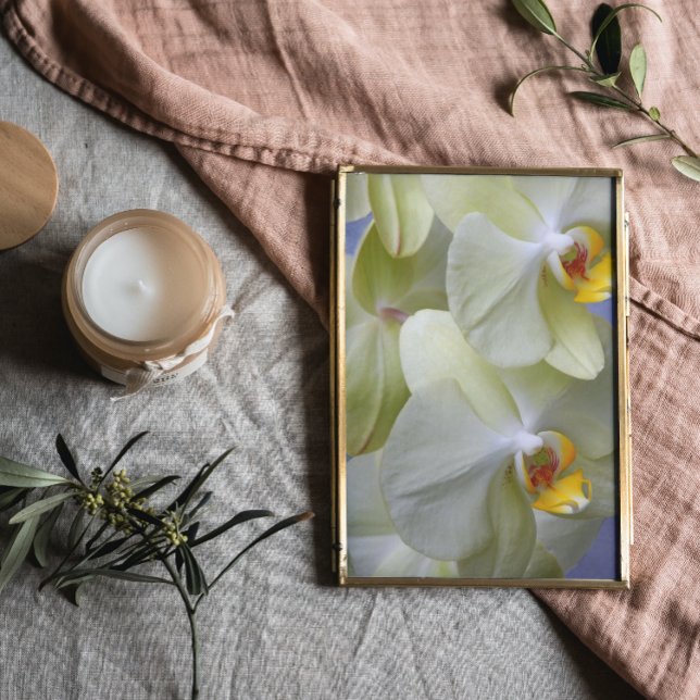 Blek Gult Phalaenopsis Orchids Blommigt Fototryck (In Situ Framed)