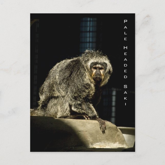 Blek Headed Saki Vykort (Framsida)