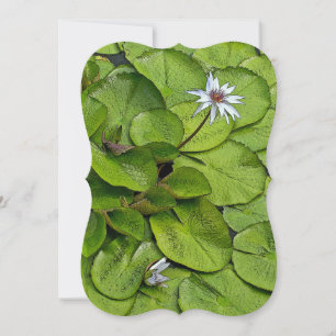 BLEK=LAVENDER LOTUS-BLOMMAR OCH LILY-DYNOR