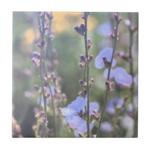 Blek Lila Blå Cikoriarot Flowers Kakelplatta