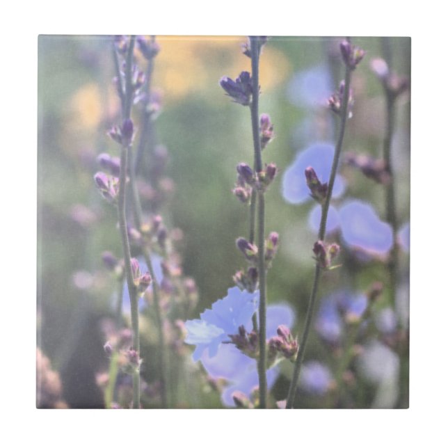 Blek Lila Blå Cikoriarot Flowers Kakelplatta (Framsidan)