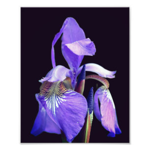 Blek Lila Blue Flagga Iris Flower 8x10 Fototryck