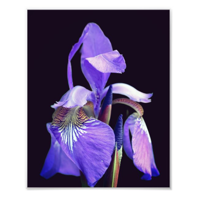 Blek Lila Blue Flagga Iris Flower 8x10 Fototryck (Framsidan)