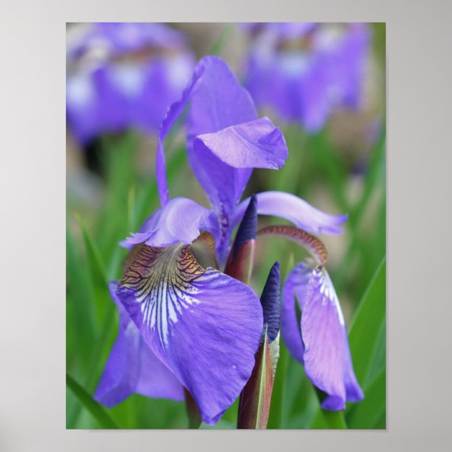 Blek Lila Blue Flagga Iris Flower Poster (Framsidan)