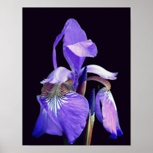 Blek Lila Blue Flagga Iris Flower Poster