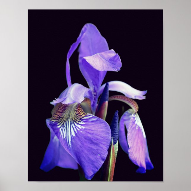 Blek Lila Blue Flagga Iris Flower Poster (Framsidan)