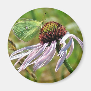 Blek Lila Coneflower Magnet