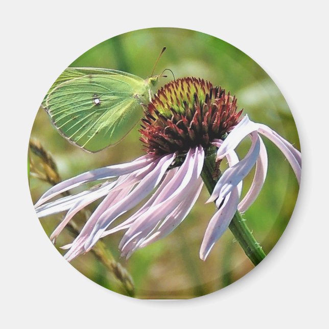 Blek Lila Coneflower Magnet (Framsidan)