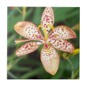 Blek orange, skårad Blackberry lily Kakelplatta