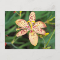 Blek orange, skårad Blackberry lily