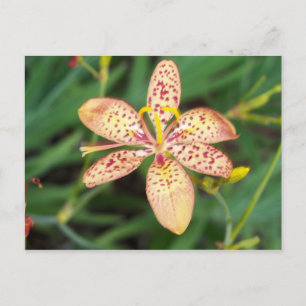 Blek orange, skårad Blackberry lily Vykort
