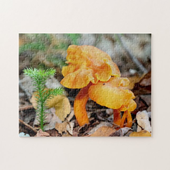 Blek Orange Vild  Mushroom Family Natature Pussel (Horisontell)