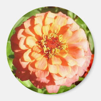 Blek Orange Zinnia Magnet
