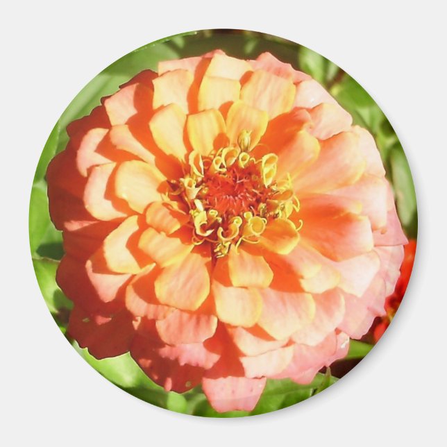 Blek Orange Zinnia Magnet (Framsidan)