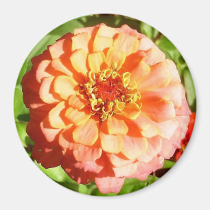 Blek orange Zinniamagnet Magnet