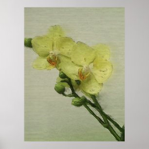 Blek Orchid Poster