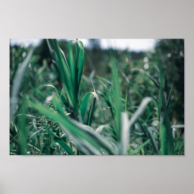 Blek Pastel Grönt Grass Reeds Poster (Framsidan)