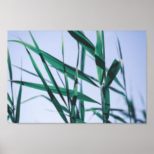 Blek Pastel Grönt Grass Reeds Poster