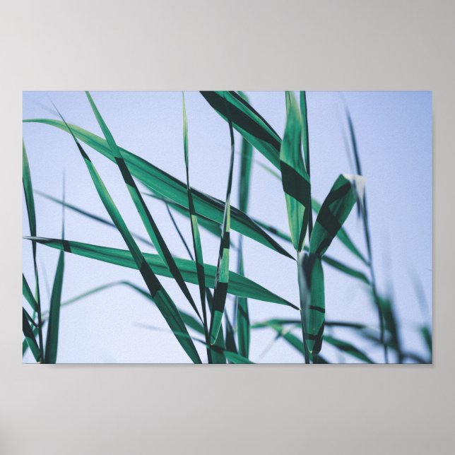 Blek Pastel Grönt Grass Reeds Poster (Framsidan)