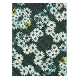 Blek Pastel Namaqualand Osteospermum Flowers