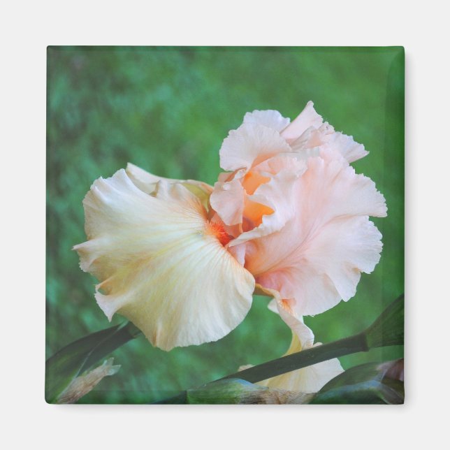 Blek Peach Iris Magnet (Framsidan)