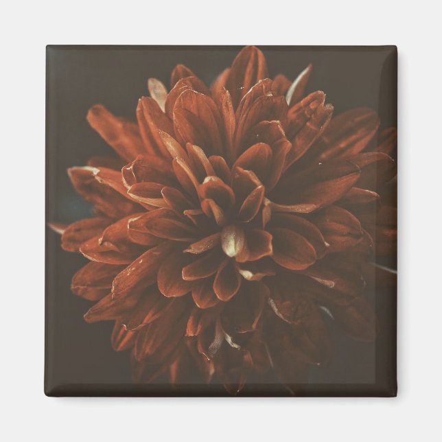 Blek Red Chrysanthemum Flower Magnet (Framsidan)