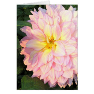 BLEK ROSA DAHLIA MED GULT (FOTOG) OBS KORT