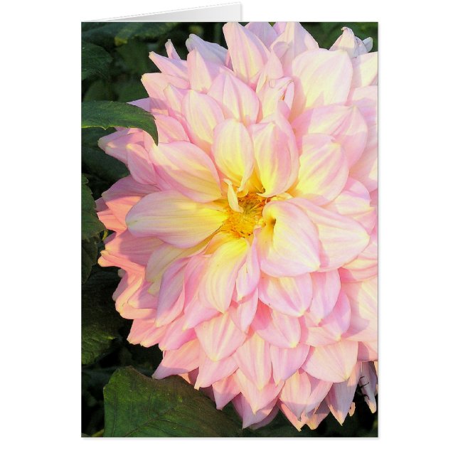 BLEK ROSA DAHLIA MED GULT (FOTOG) OBS KORT (Framsidan)