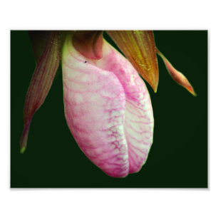 Blek Rosa Dam Slipper Orchid Flower 8x10 Fototryck