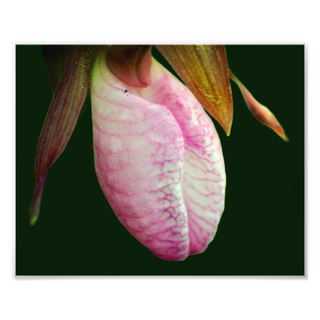 Blek Rosa Dam Slipper Orchid Flower 8x10 Fototryck (Framsidan)