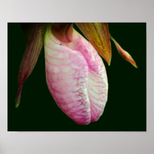 Blek Rosa Dam Slipper Orchid Flower Close Up Poster