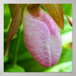 Blek Rosa Dam Slipper Orchid Flower Close Up Poster
