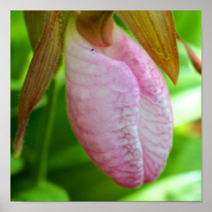 Blek Rosa Dam Slipper Orchid Flower Close Up Poster