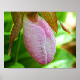 Blek Rosa Dam Slipper Orchid Flower Close Up Poster
