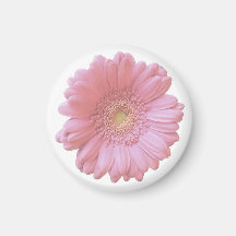 Blek rosa gerbera daisy
