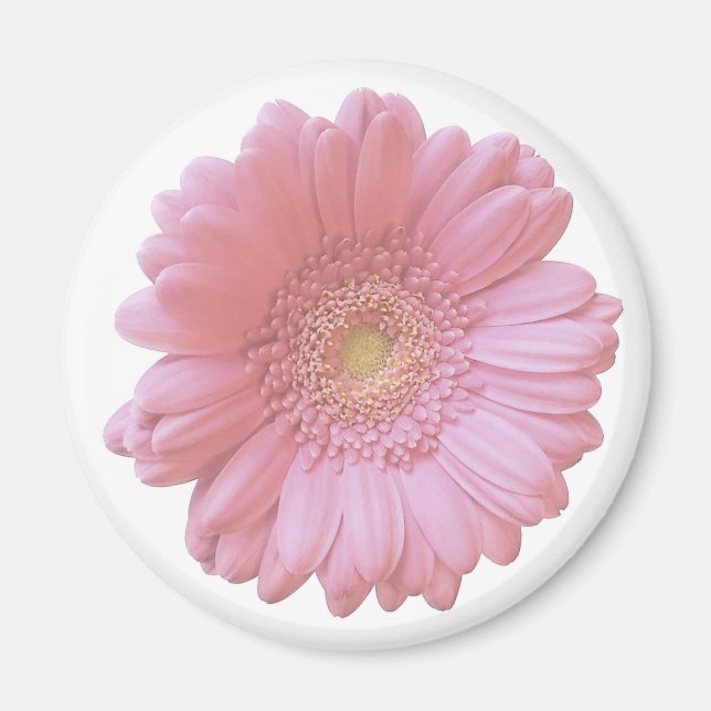 Blek rosa gerbera daisy magnet (Framsidan)