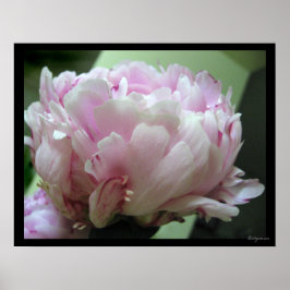 Blek Rosa Peony Blommar Poster utskrifter