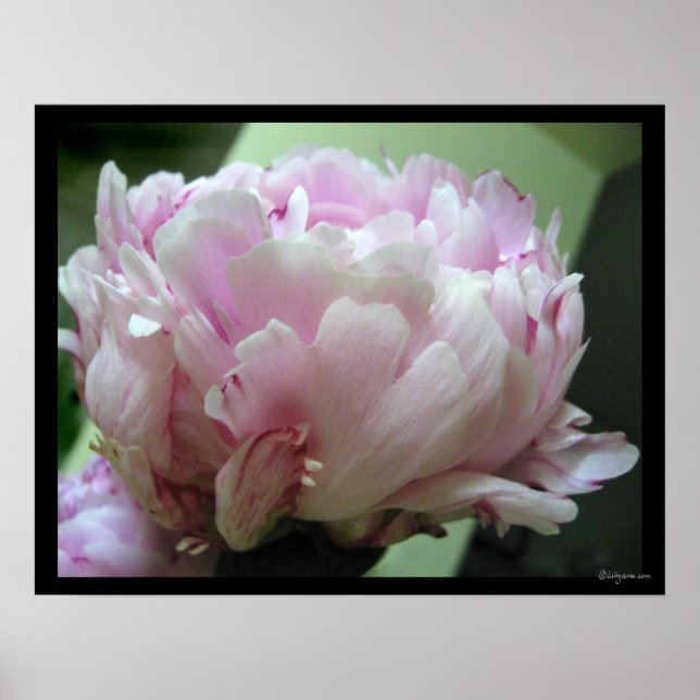 Blek Rosa Peony Blommar Poster utskrifter (Framsidan)