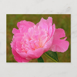 Blek Rosa Peony Vykort
