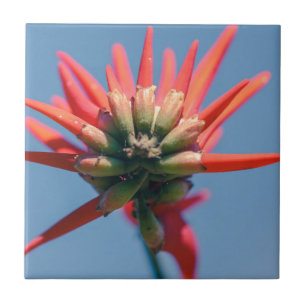 Blek Rosa Red Erythrina Flower Kakelplatta