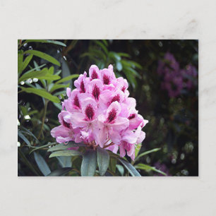 Blek rosa rhododendron-blomma vykort