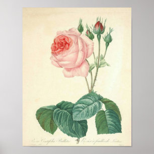Blek Rosa ros av Redoute Poster