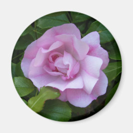 Blek rosa ros magnet