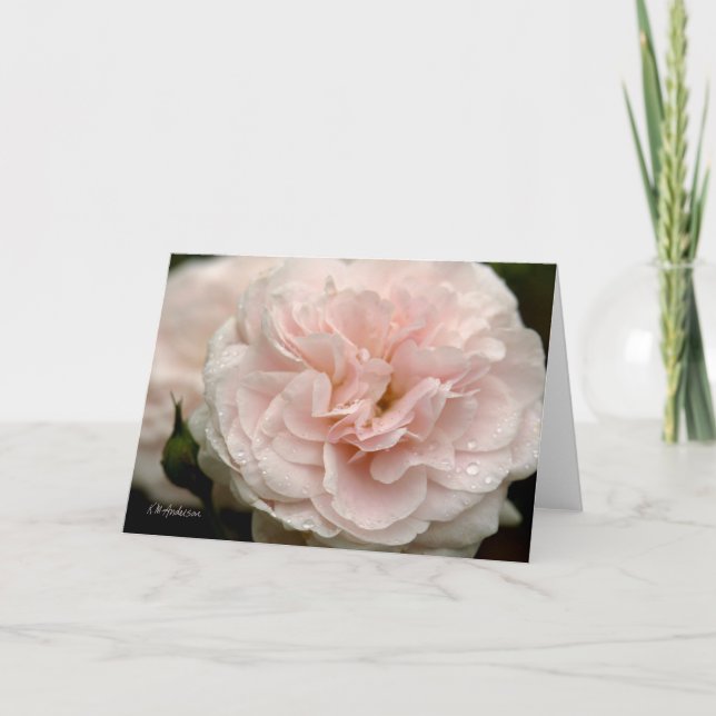 Blek rosa ros med regndroppar kort (Framsida)