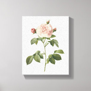 blek rosa ros (Rosa alba regalis) av Redouté Canvastryck