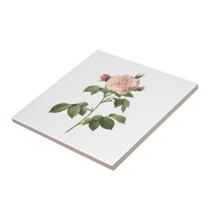 blek rosa ros (Rosa alba regalis) av Redouté Kakelplatta