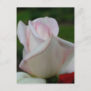 Blek Rosa Rosenknopp Flower Vykort