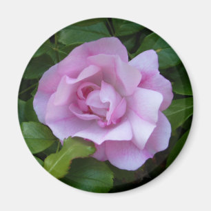 Blek - rosa rosmagnet magnet