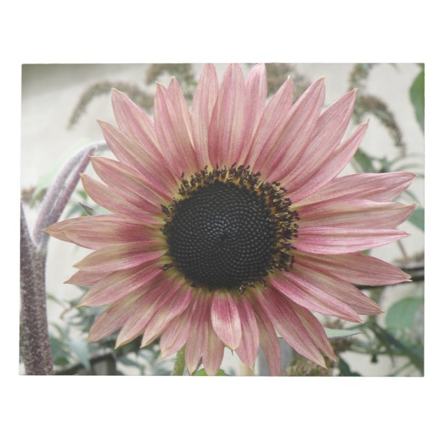 Blek Rosa Solros Anteckningsblock (Framsida)